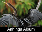 Anhinga / Pato Aguja o Aninga (ANHINGIDAE: Darters: Anhinga anhinga)