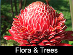 Flora and Trees